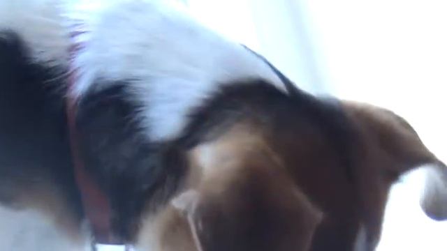 Just me looking out a window hhee woof смотреть онлайн
