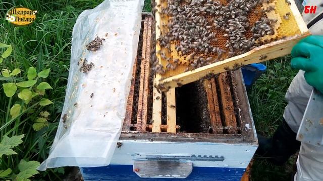 пчеловодство селитра против агрессии пчел, итог смотреть онлайн