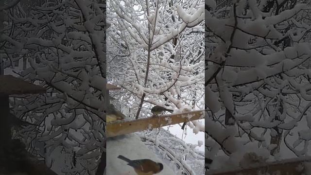 Синички і сало...