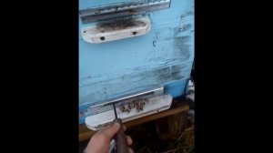 пасека  чистим ульи от подмора