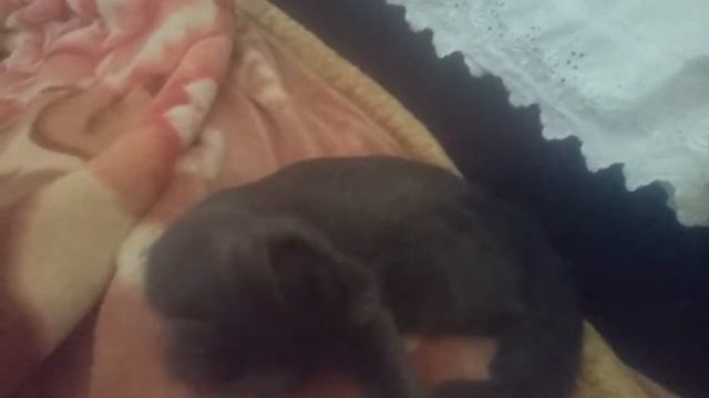 Выдра Лаки Куки и Игруля начало съёмок