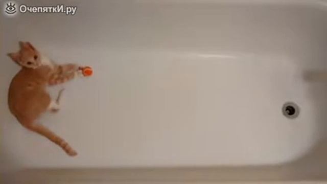 Котёнок играется в ванной мячиком (0+) смотреть онлайн