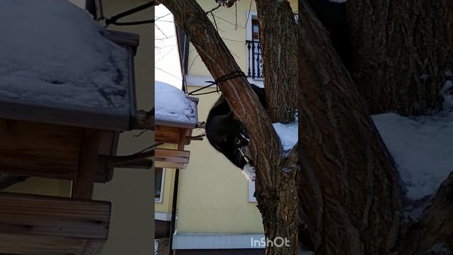 Кормушка для Котив :)