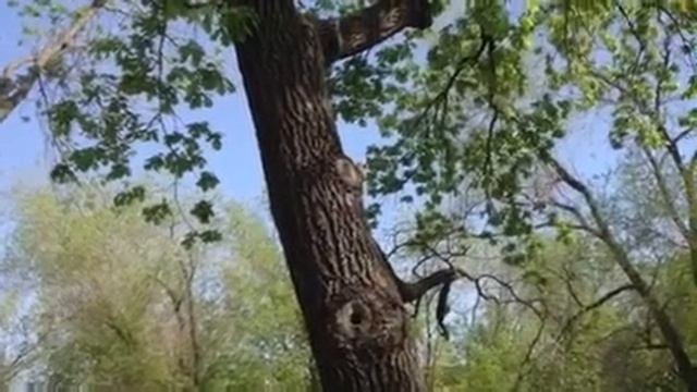 Белки смотреть онлайн