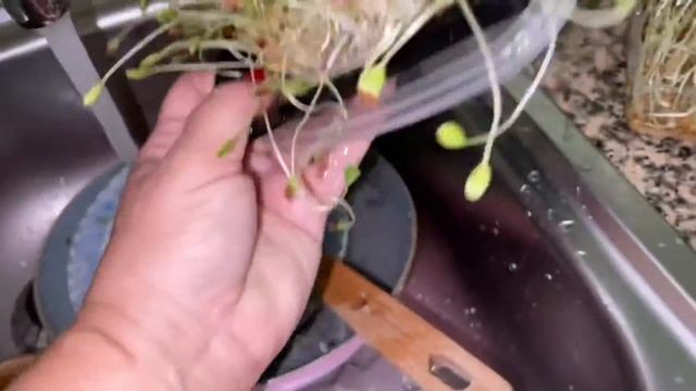 Купили Омара🦞Микрозелень Дома.Укрепляем Иммунитет смотреть онлайн