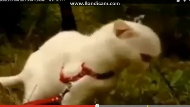 Дьявольский Кот !!!! Ржач полный... WTF KITTY смотреть онлайн