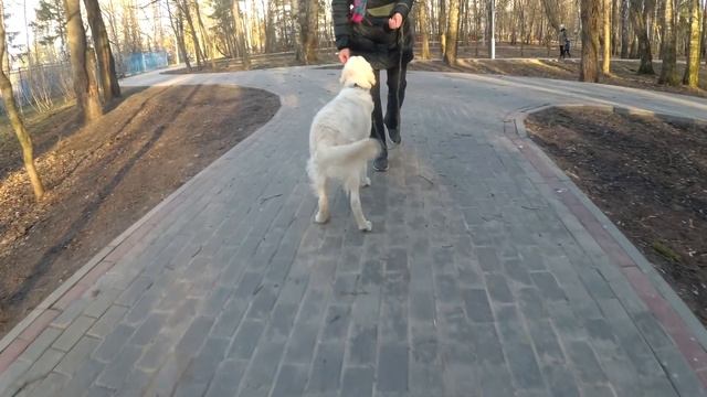 Чарли. Урок первый.