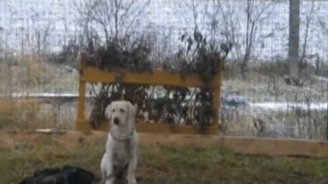 Лабрадор Лаки - Видео.mp4 смотреть онлайн