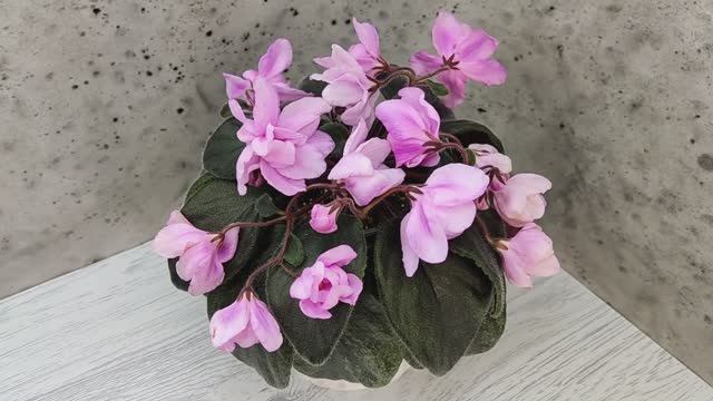 Фиалка Pink Tulip Gold