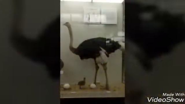 Моя экскурсия в неживой мир смотреть онлайн