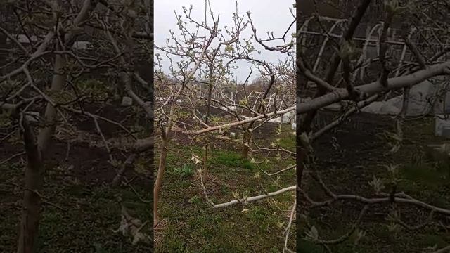 Садок навесні 17.04.22 року.