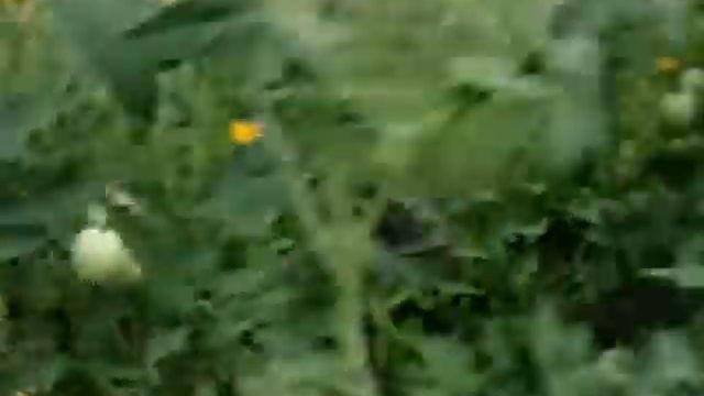 Арбузы в Беларуси. Watermelons in Belarus смотреть онлайн