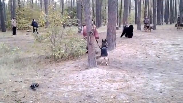 Кусачки. Шервуд и Легенда Русь Государыня Моя (первое занятие) 24.10.16 смотреть онлайн
