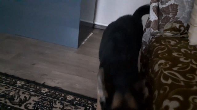 крещенские игры. метис овчарки смотреть онлайн