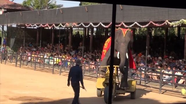 Воспоминания 2014. Таиланд. Часть 29. В саду Нонг Нуч 3. Шоу слонов