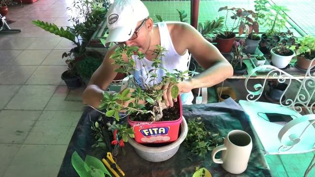 Bonsai Tutorial Part 3 смотреть онлайн