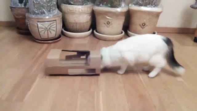 Jack-Cat смотреть онлайн