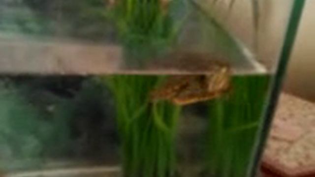 Крош просит есть