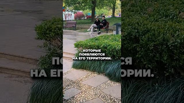 ЛАНДШАФТНЫЙ ДИЗАЙН КИТАЯ! Путешествие в Китай смотреть онлайн