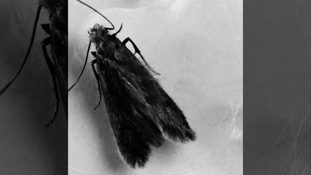 Жизнь моль смотреть онлайн