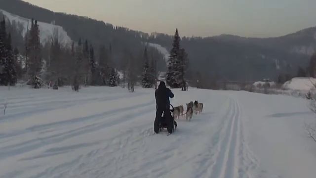 Катание на собачьей упряжке# ХАСКИ#Туманка#Шерегеш смотреть онлайн