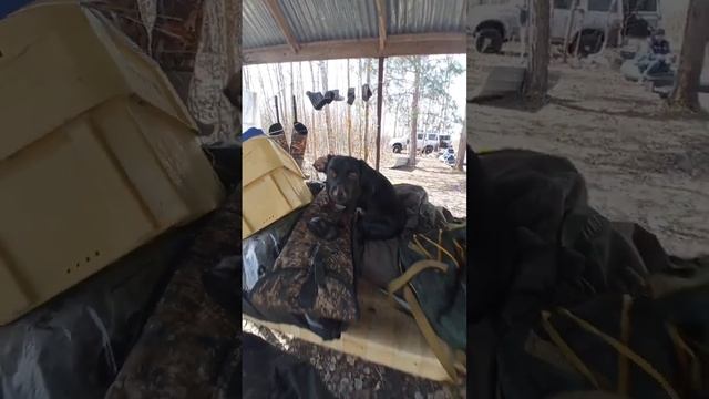 всё это происходило на утиной охоте такса на Весенней охоте смотреть онлайн