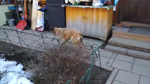 Броша и Мотыль идут на выгул смотреть онлайн