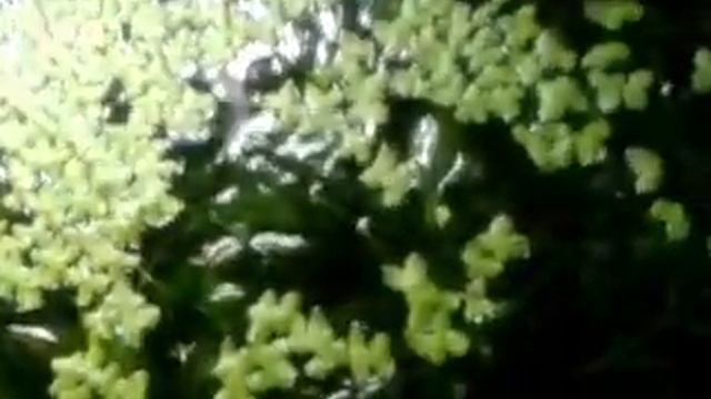 украшение аквариума смотреть онлайн