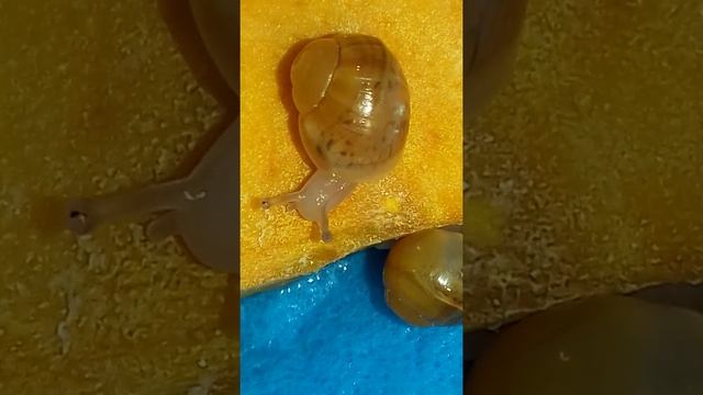 Улитки ахатина смотреть онлайн
