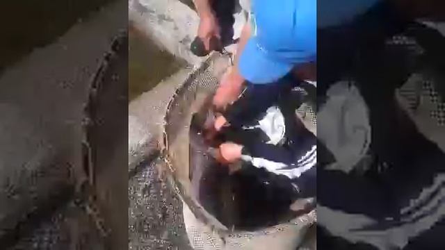 Балык фарель