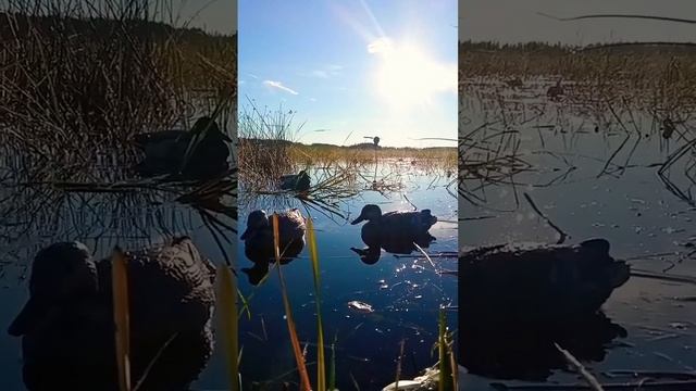 охота на утку смотреть онлайн