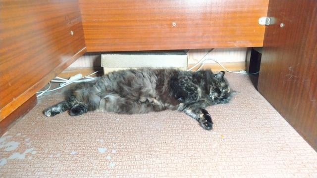 Кошка Соня лежит под моим рабочим столом