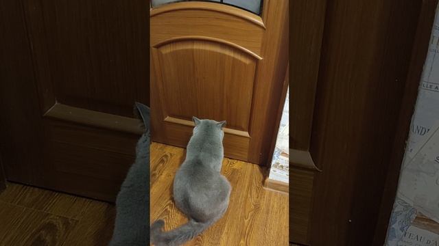 #cat #котик Честер просит открыть дверь 😼 хорошего дня вам # смотреть онлайн