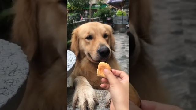 The little golden retriever next door doesn’t even eat apples. What bad thoughts can a puppy have? смотреть онлайн