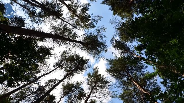 Прогулка по лесу. "Звуки леса". 1 часть . Пролетарский парк . г Саранск .15.07.2021. #425 смотреть онлайн