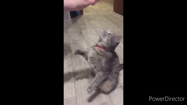 Кошка хочет съесть витаминку смотреть онлайн