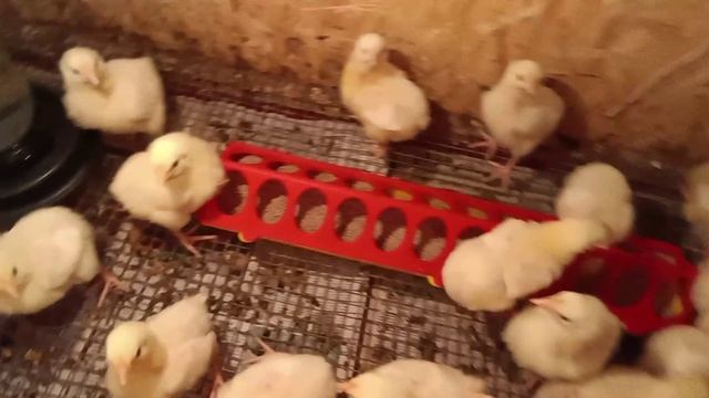 Свой первый урожай ореха 🥜Дотаскали землю💪🤗Готовим сарай бройлерам🐥🐤Дом в станице🏡 смотреть онлайн