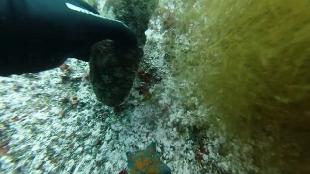 Подводная мокрица)) смотреть онлайн