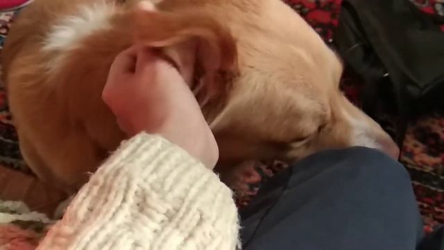 Мой любимый Мишка смотреть онлайн