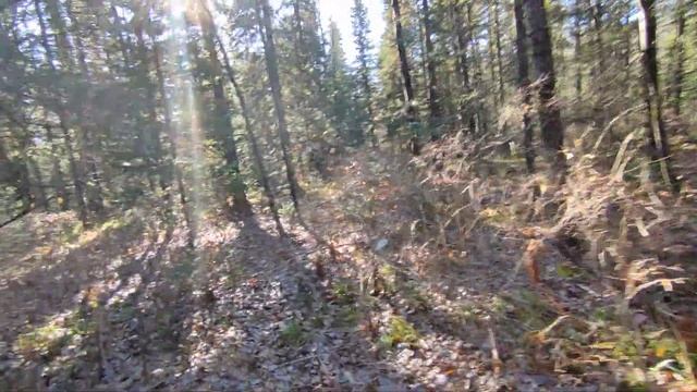 2023.10.19. Крючково, ручей_1 смотреть онлайн