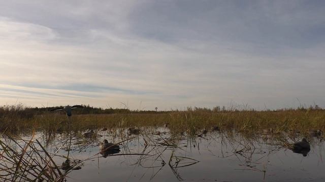 НА ЭТОМ БОЛОТЕ ПОЛНО УТОК! ЭТО ЛУЧШАЯ ОХОТА НА УТКУ С ЧУЧЕЛАМИ. смотреть онлайн