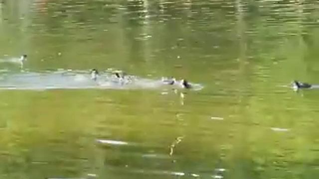Беспокойство в семействе лысух смотреть онлайн
