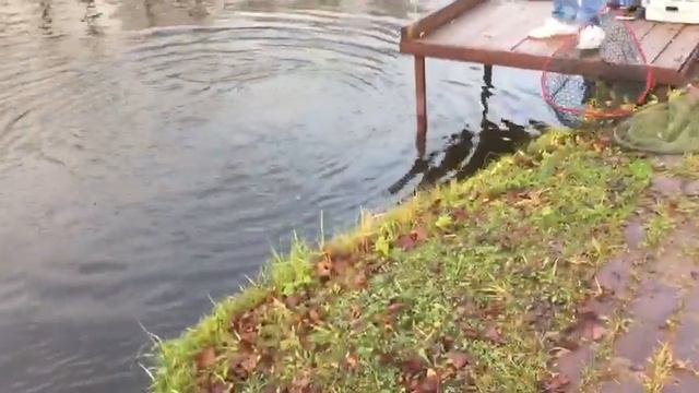 Форель на спиннинг в РК Фишка Липки
