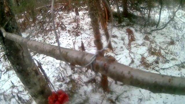 Проверка петель.Осечка....