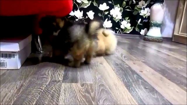 Snickers & Chanel (шпицулям 1,4 месяца) смотреть онлайн