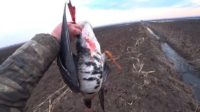 ВЕСЕННЯЯ ОХОТА НА ГУСЯ Лучшие моменты сезона! смотреть онлайн