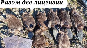 Шок! Закрыл две лицензии за раз/8 капканов 8 бобров/#охотанабобра#трофейныебобры