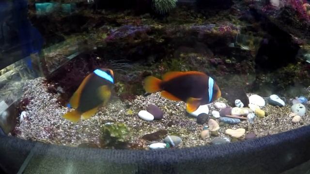 Севастопольский аквариум