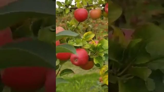 Wow! You are in apple garden || watch this video with one eye closed || смотреть онлайн