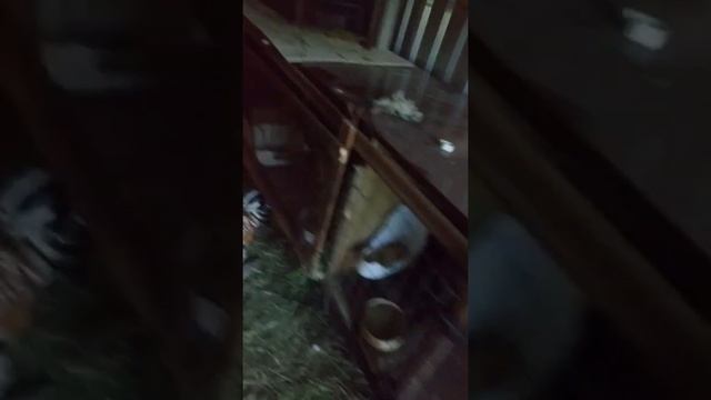 Кролики результат за пол года смотреть онлайн